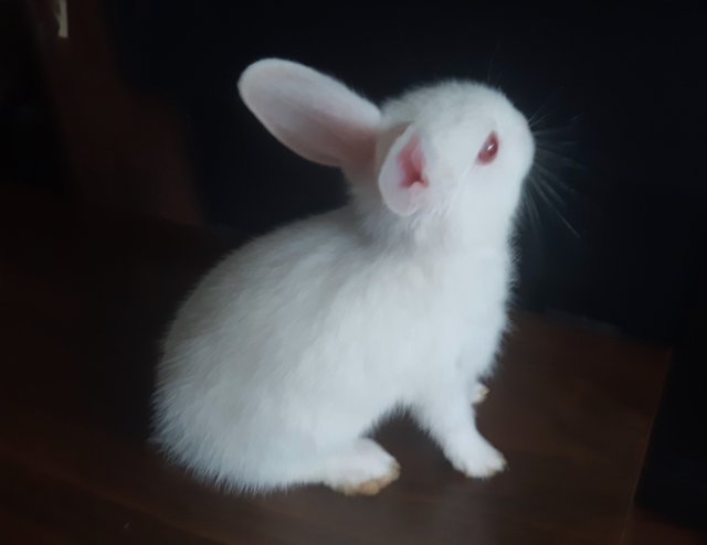 Misty - Mini Rex Rabbit