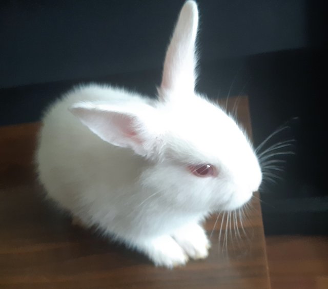 Misty - Mini Rex Rabbit