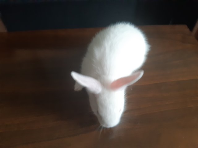 Misty - Mini Rex Rabbit