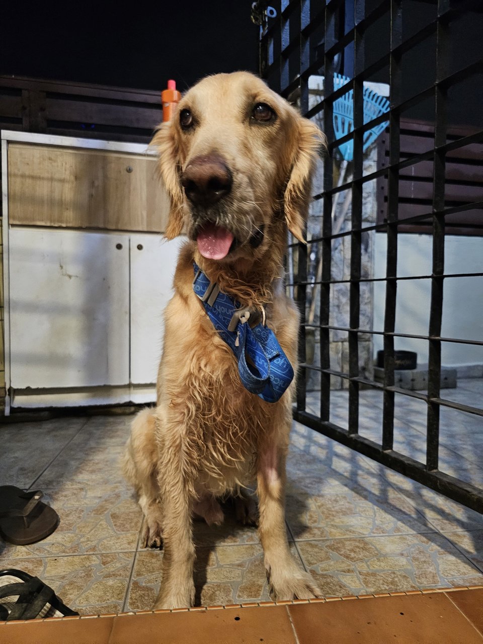 Casper  - Golden Retriever Dog