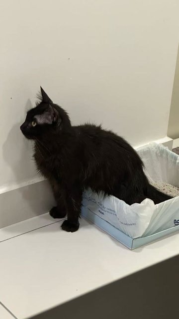 Toothless - Domestic Long Hair Cat