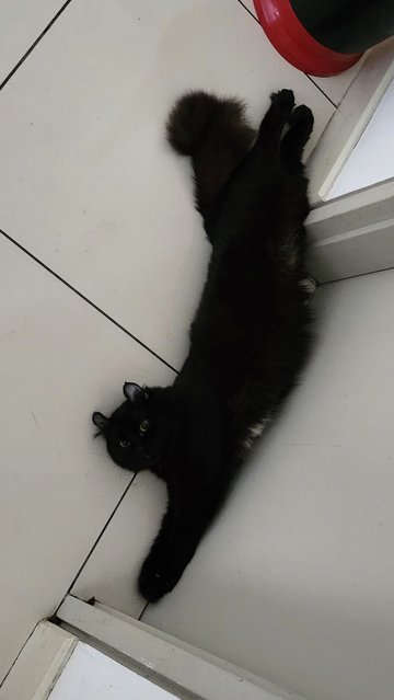 Onyx - American Curl + Maine Coon Cat