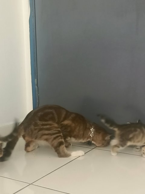 Eubin's - Bengal + Abyssinian Cat