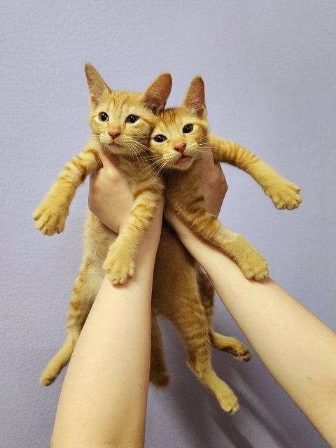 Goose &amp; Garfield - Domestic Short Hair Cat