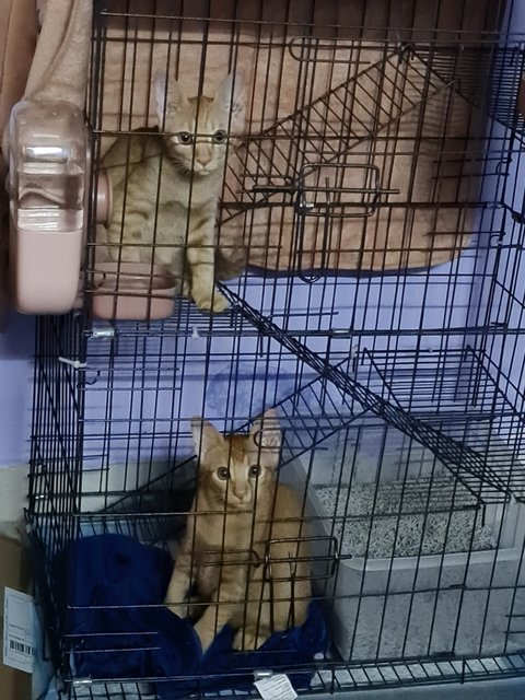 Goose &amp; Garfield - Domestic Short Hair Cat