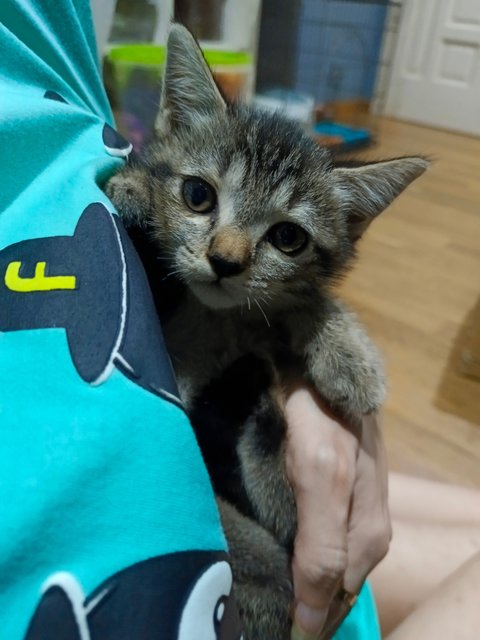 Brownie - British Shorthair + Domestic Short Hair Cat