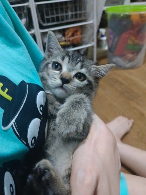 Brownie - British Shorthair + Domestic Short Hair Cat