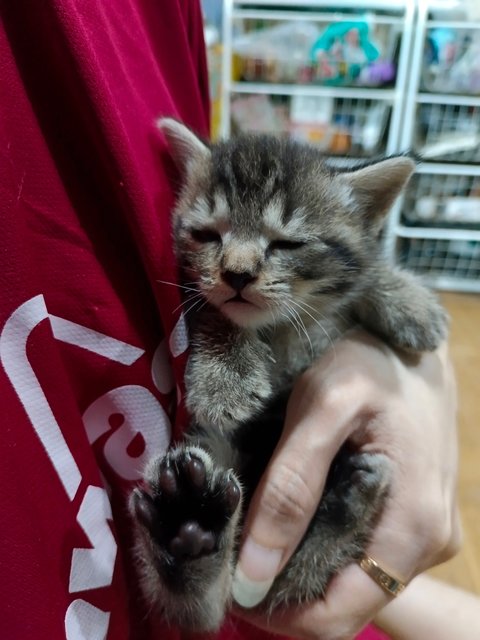 Brownie - British Shorthair + Domestic Short Hair Cat