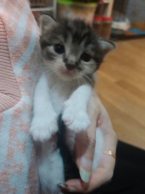 Sunshy  - British Shorthair + Domestic Short Hair Cat