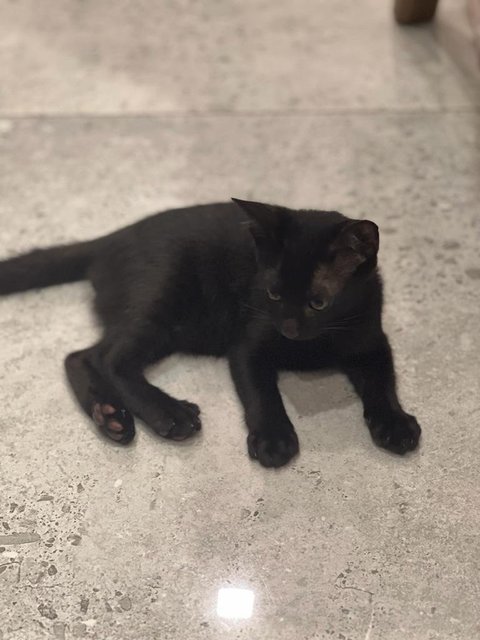 Black Panther  - Domestic Short Hair Cat