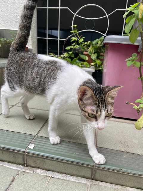 Kew - Domestic Short Hair Cat