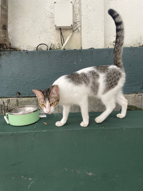 Kew - Domestic Short Hair Cat