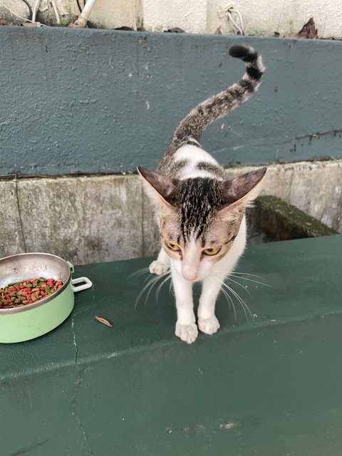 Kew - Domestic Short Hair Cat