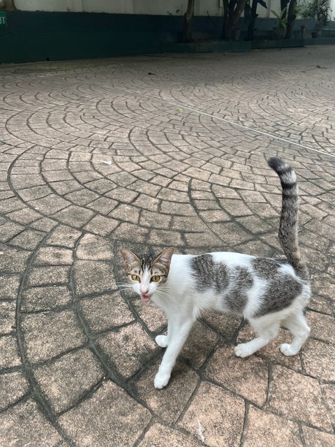 Kew - Domestic Short Hair Cat