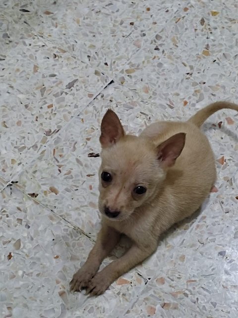 Puppies For Adoption - Mixed Breed Dog