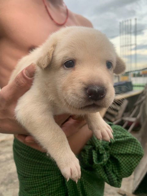 8 Puppies For Adoption (Urgent)  - Mixed Breed Dog