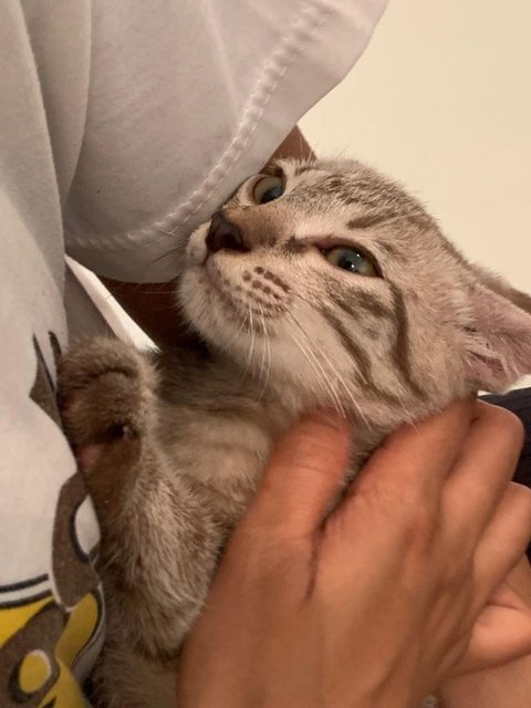 Blacky, Grey, Teh O - Domestic Medium Hair Cat