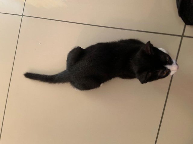 Blacky, Grey, Teh O - Domestic Medium Hair Cat