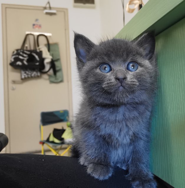 Tiny Bear - Domestic Medium Hair Cat