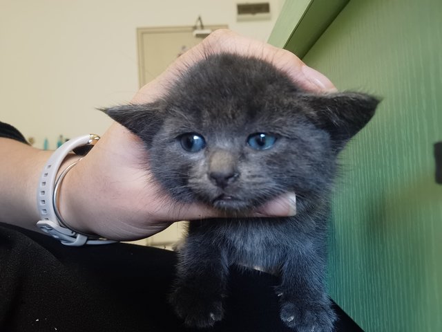 Tiny Bear - Domestic Medium Hair Cat