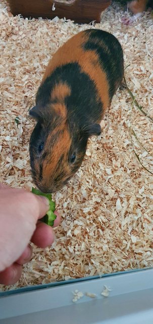 PF130722 - Guinea Pig Small & Furry