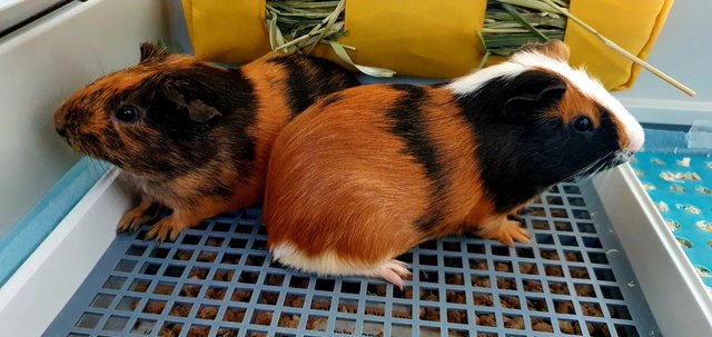 PF130722 - Guinea Pig Small & Furry