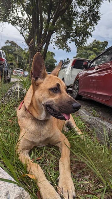 Buddy - Belgian Shepherd Malinois Mix Dog