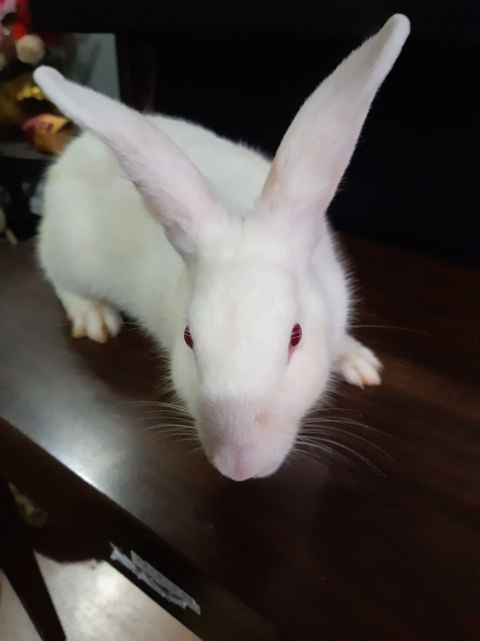 Adopting a Ruby Eyed White Rabbit: Red Eyes & Albinism in Rabbits — Animal  Hearted Apparel