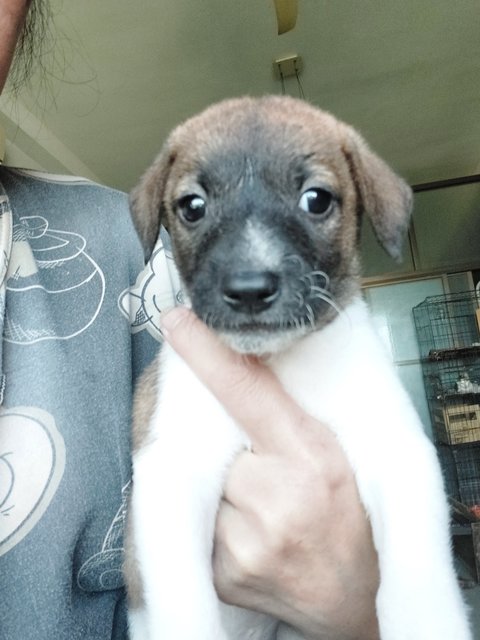 Boongboong - Mixed Breed Dog