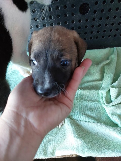 Boongboong - Mixed Breed Dog