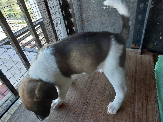 Boongboong - Mixed Breed Dog