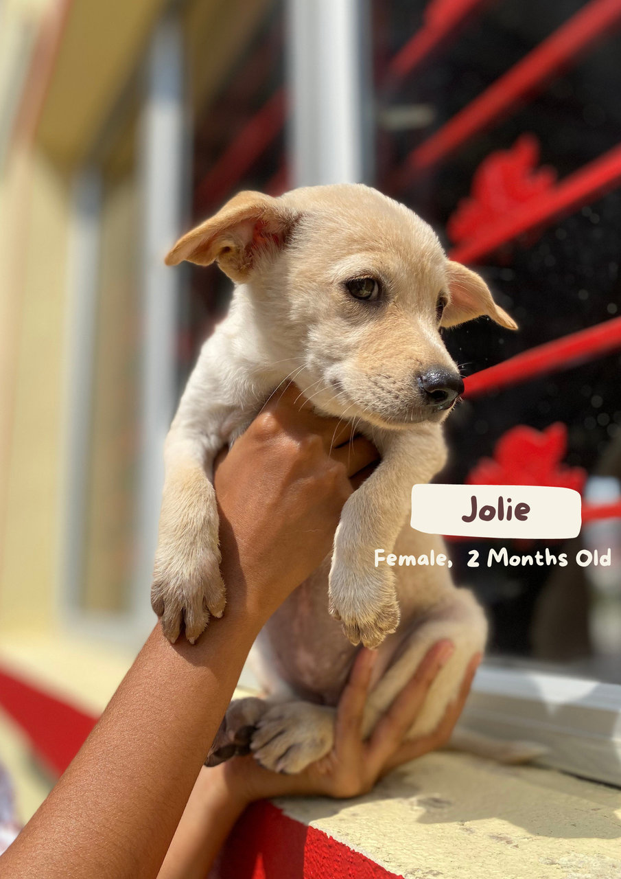 Jolie - Mixed Breed Dog