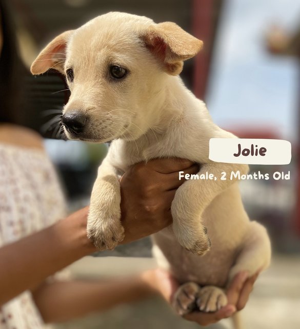 Jolie - Mixed Breed Dog