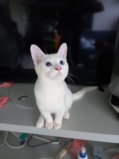Kiki - Domestic Short Hair Cat