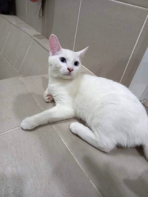 Kiki - Domestic Short Hair Cat