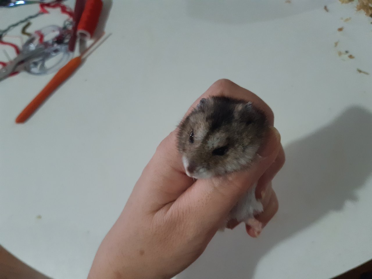 Jojo - Roborovsky's Hamster Hamster