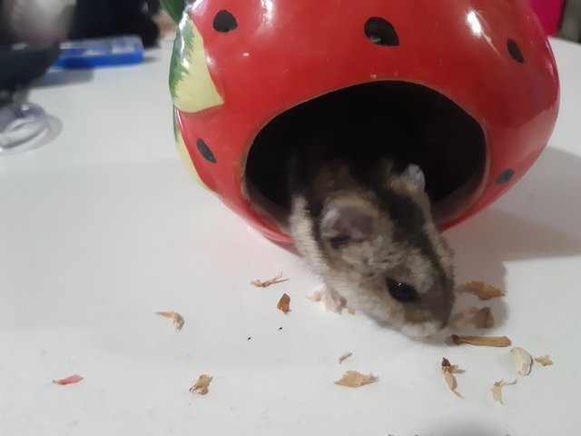 Jojo - Roborovsky's Hamster Hamster