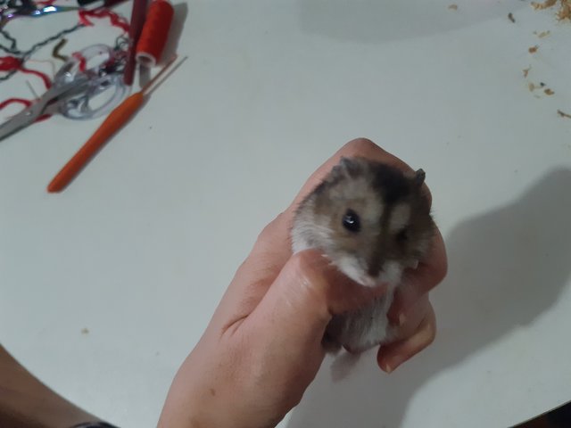 Jojo - Roborovsky's Hamster Hamster