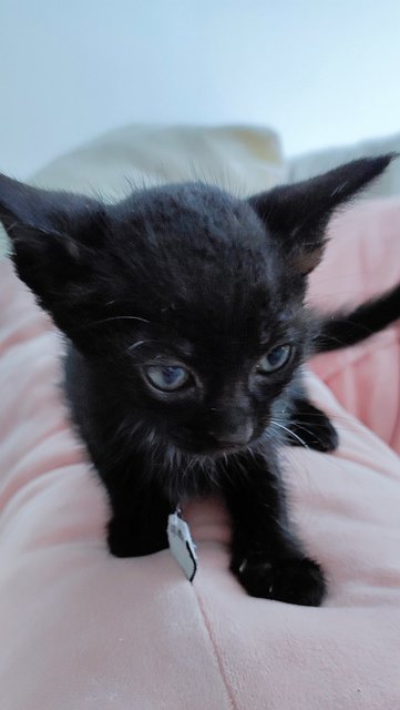 Morbius - Domestic Medium Hair + Maine Coon Cat