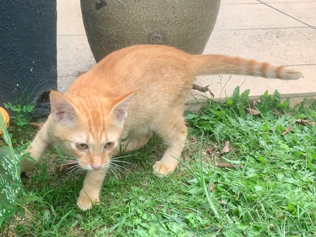 Debit - Domestic Short Hair Cat