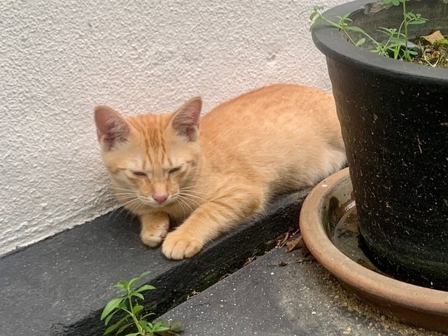 Debit - Domestic Short Hair Cat