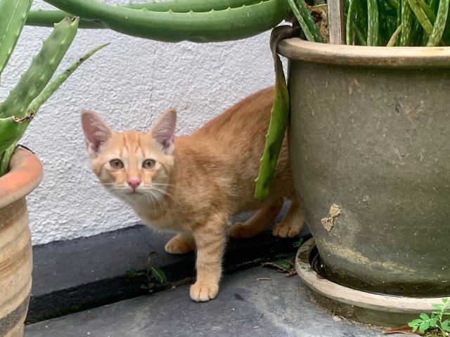 Debit - Domestic Short Hair Cat