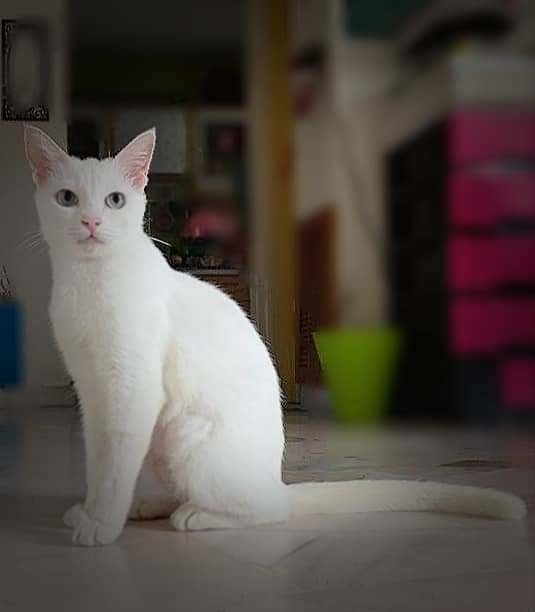 Snowy (白雪） - Domestic Short Hair + British Shorthair Cat