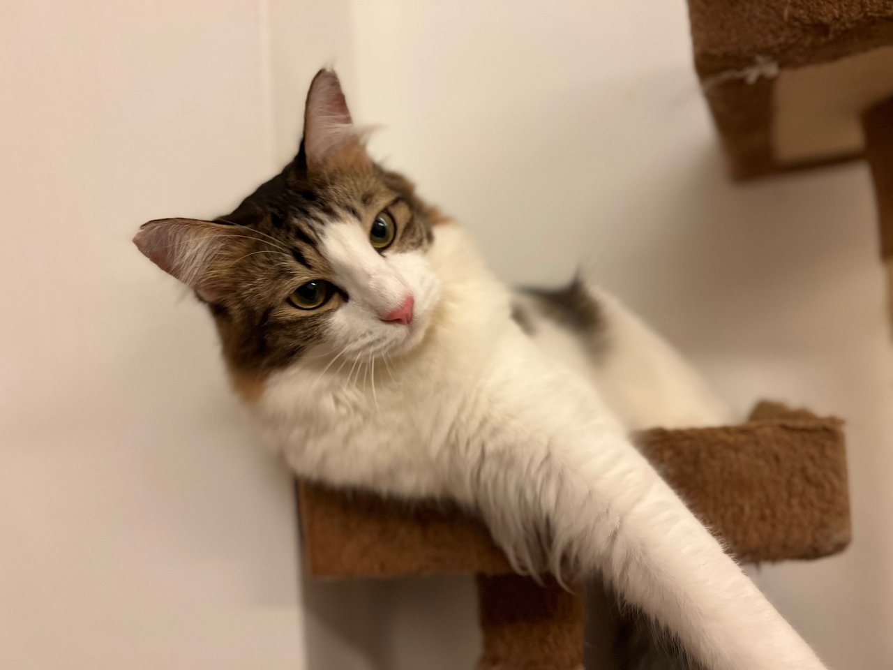 Leo - Maine Coon + Domestic Medium Hair Cat