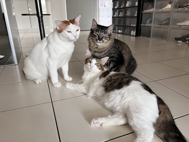 Leo - Maine Coon + Domestic Medium Hair Cat