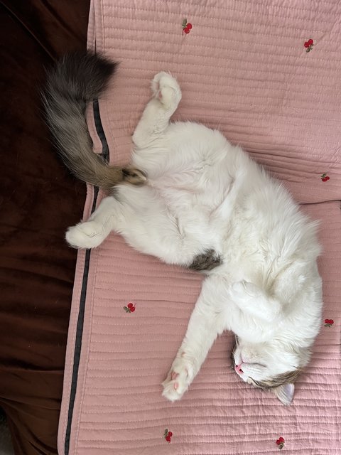 Leo - Maine Coon + Domestic Medium Hair Cat