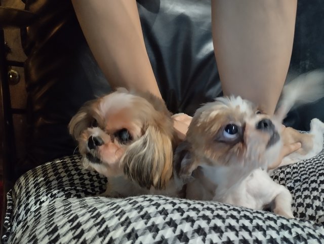 Tungtung &amp; Mimi - Shih Tzu Dog