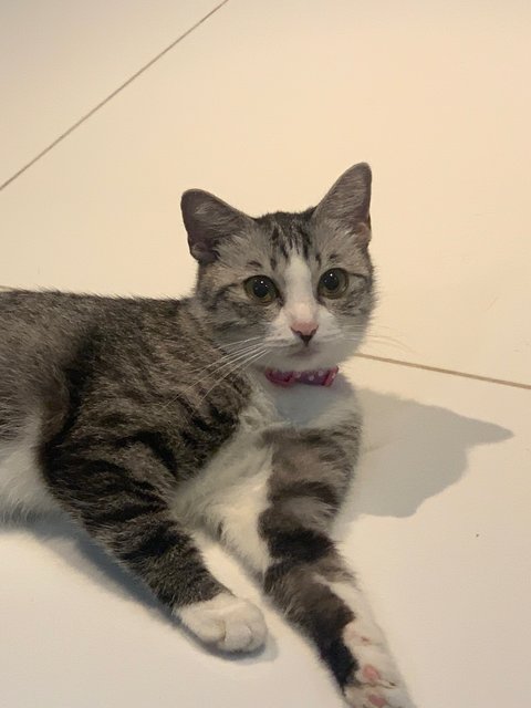 Mochi - Domestic Short Hair Cat