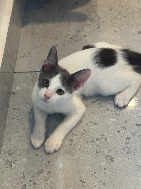 Pinky  - Domestic Short Hair Cat