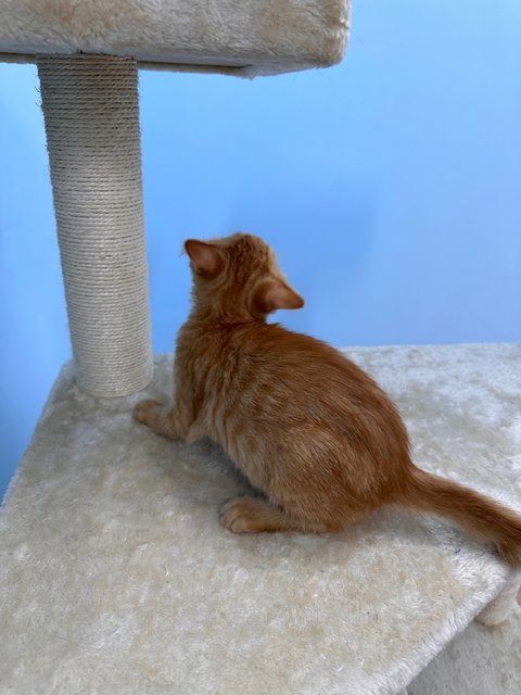 Ginger - Domestic Short Hair Cat